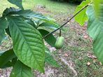 Dwarf Pawpaw (Asimina parviflora)